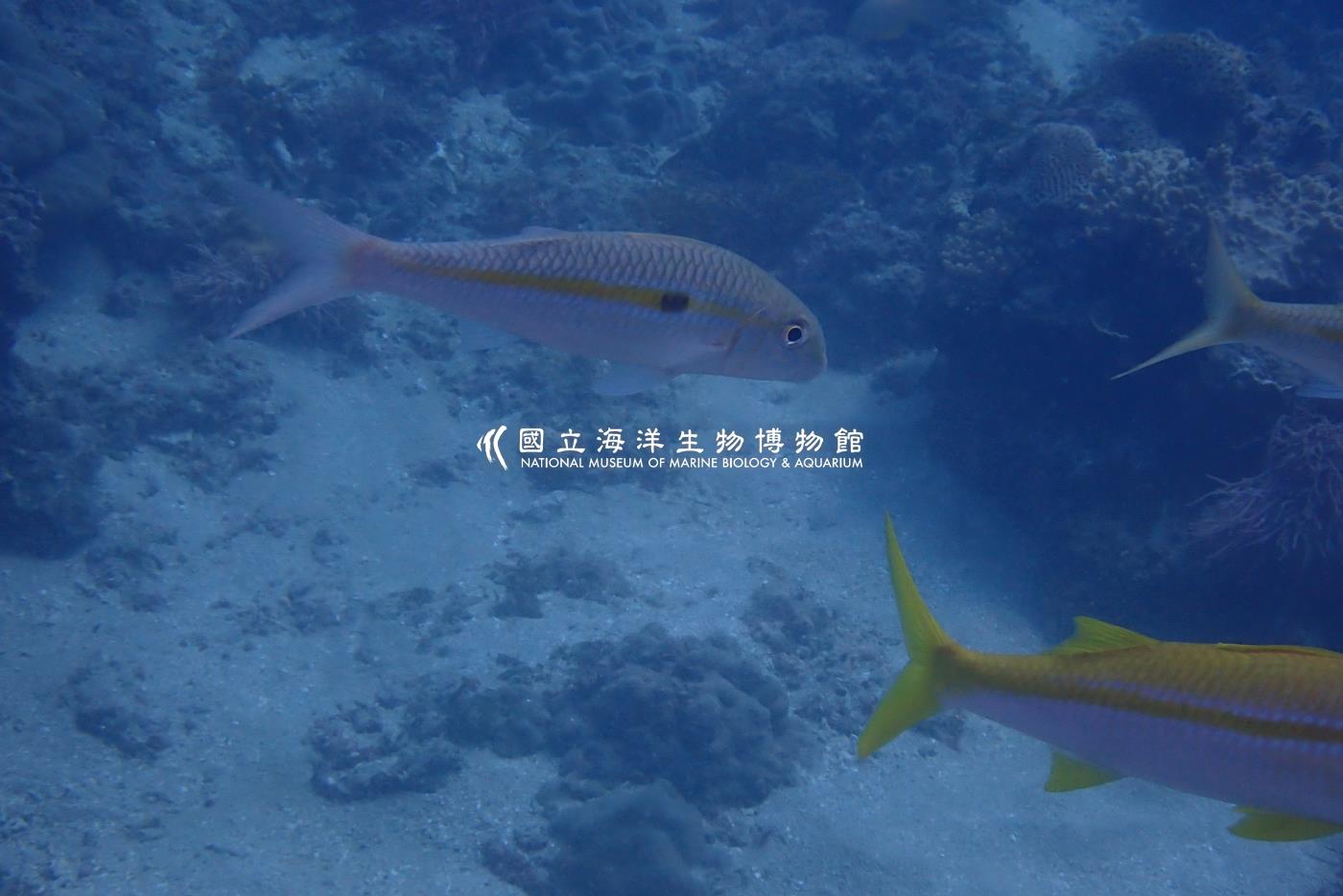 黃帶擬鬚鯛