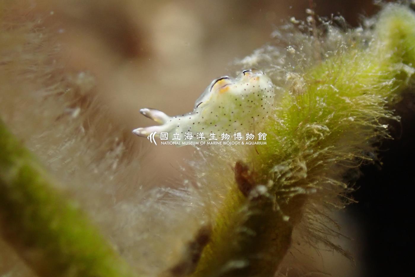 緣邊平鰓海蛞蝓