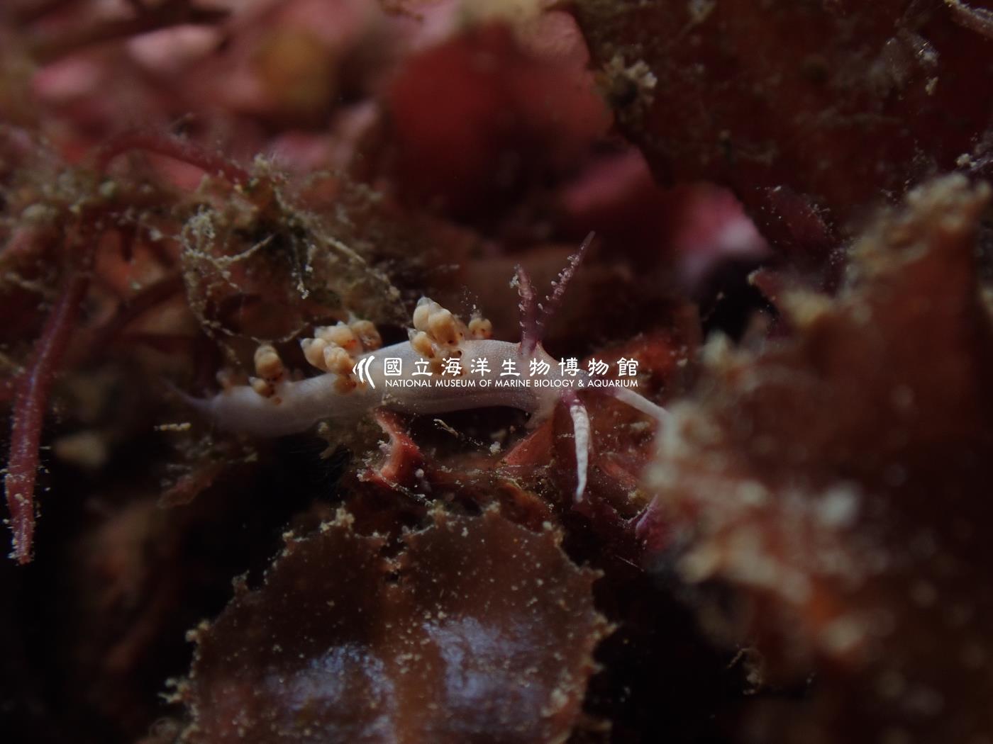 灰翼科海蛞蝓