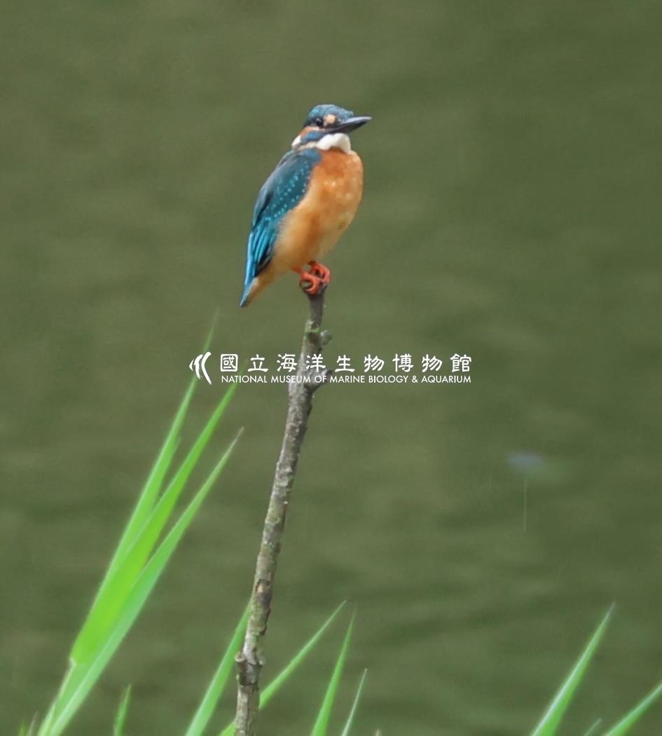 翠鳥