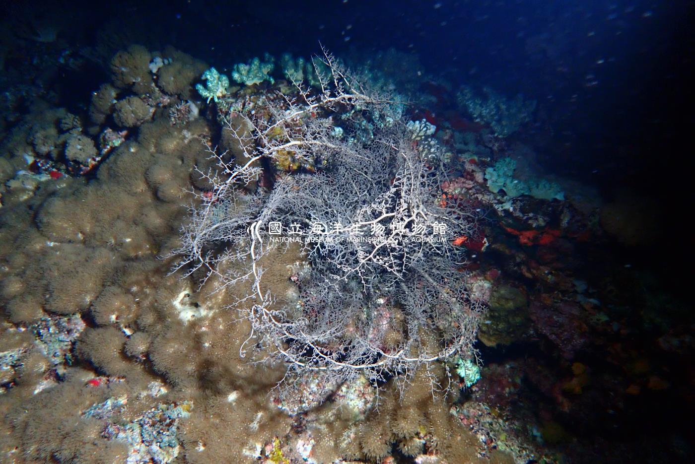 筐蛇尾科Gorgonocephalidae