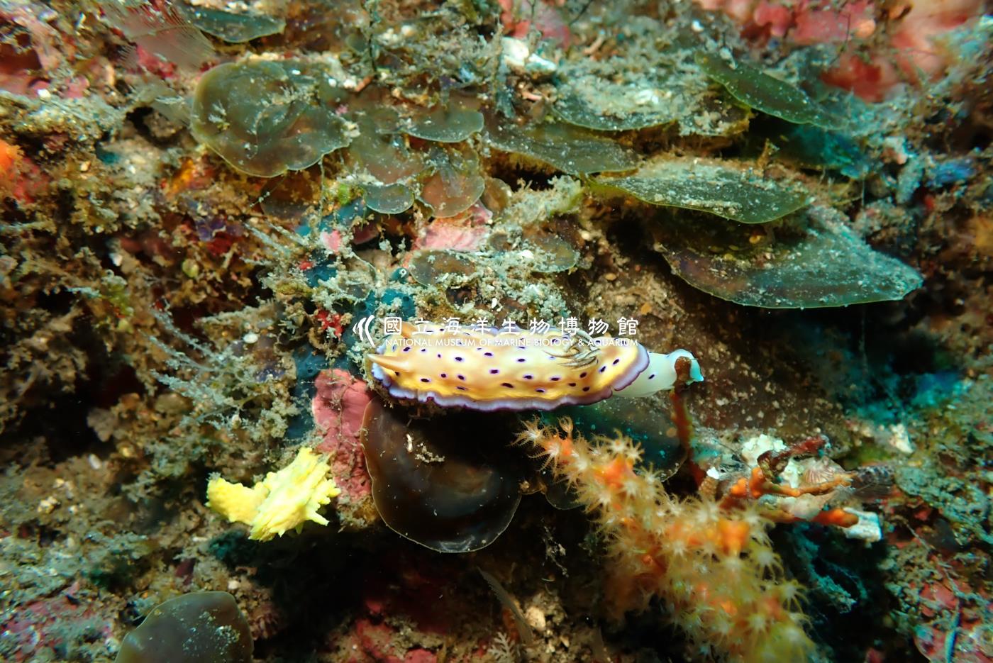 昆氏多彩海蛞蝓