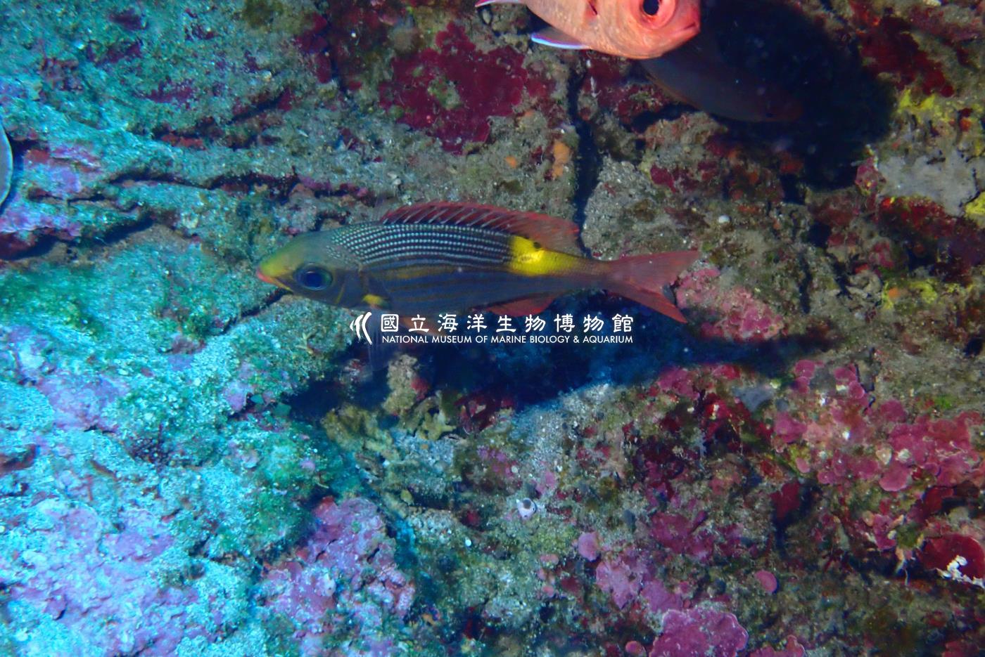 金帶齒頜鯛