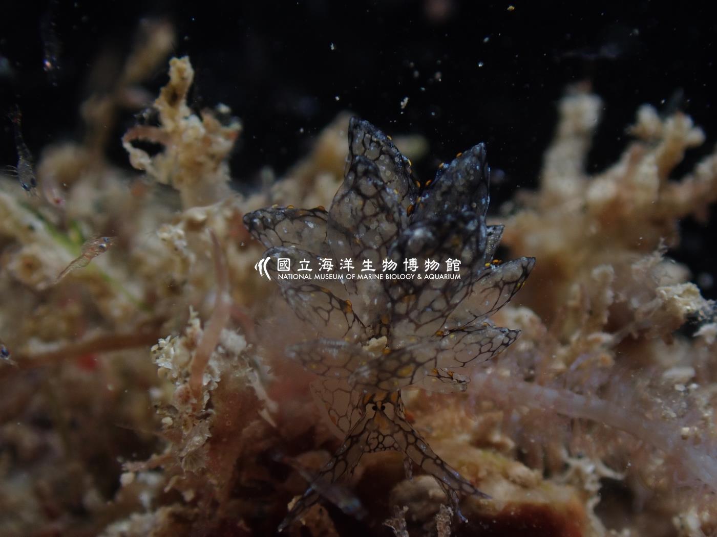 雪花美葉海蛞蝓