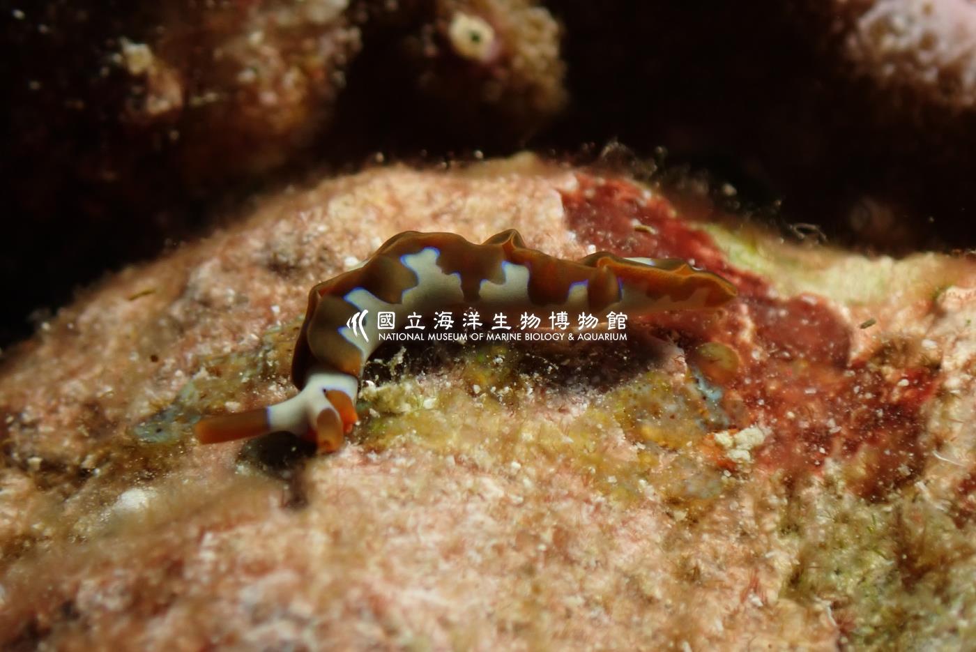 波紋平鰓海蛞蝓