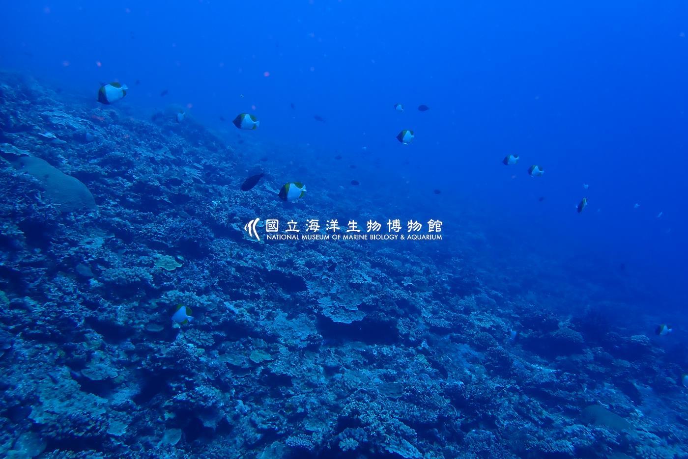多鱗霞蝶魚
