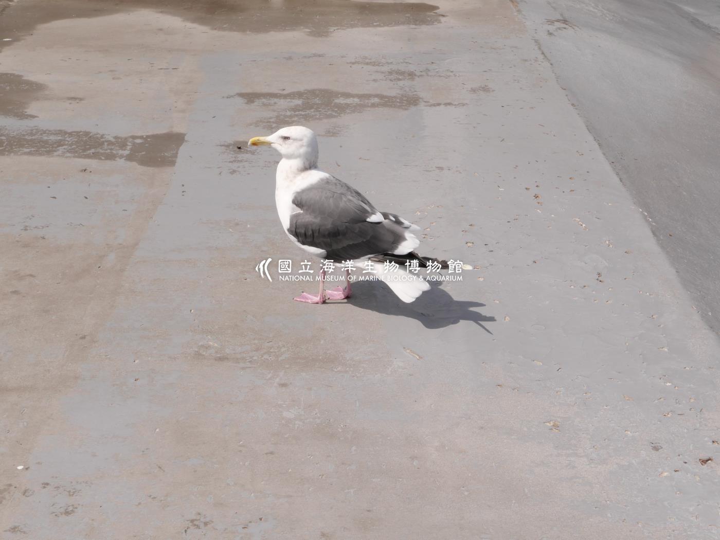 大黑脊鷗