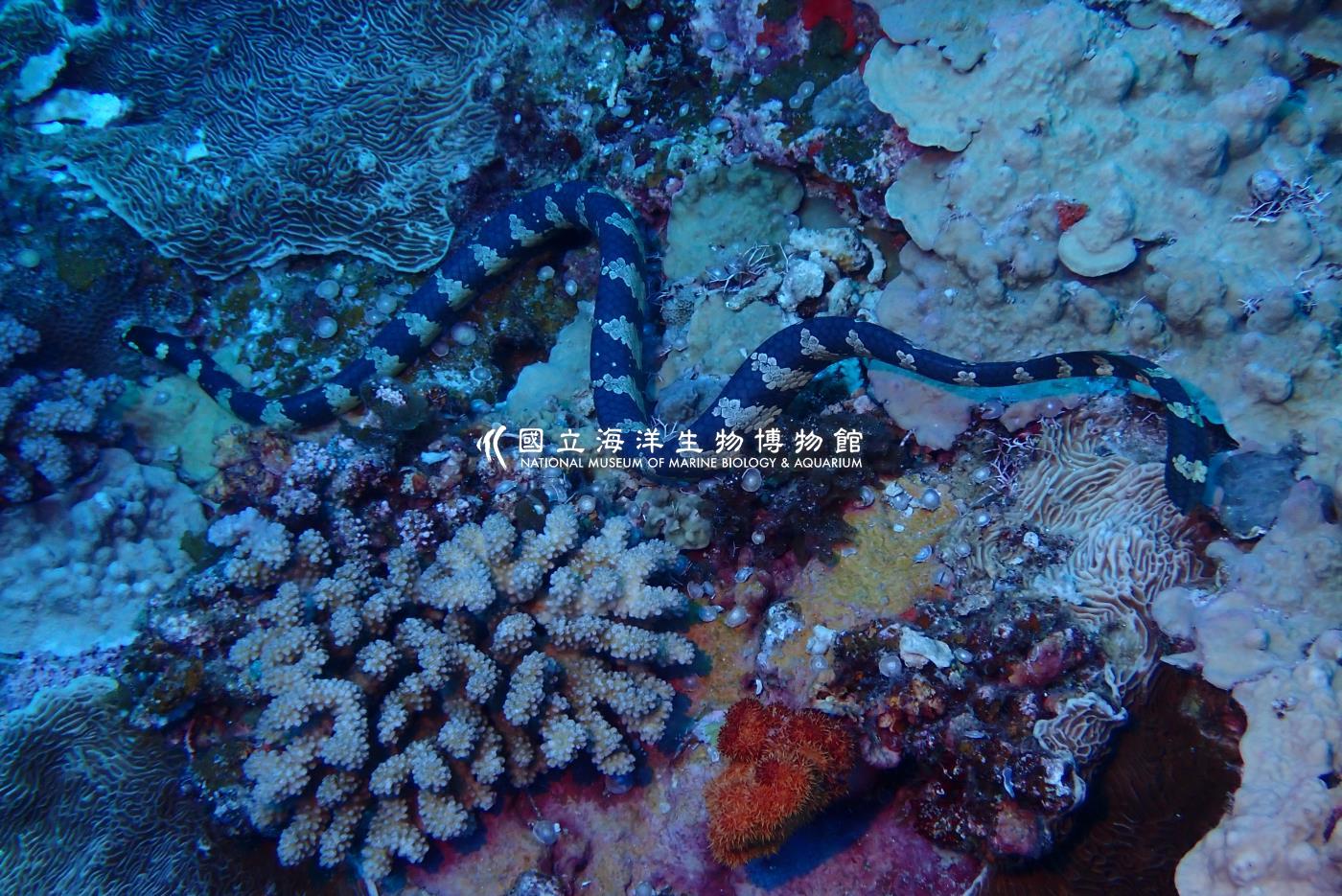 飯島氏海蛇