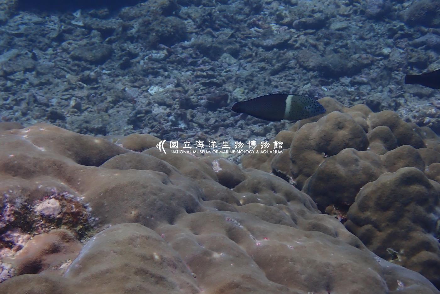 紅喉盔魚