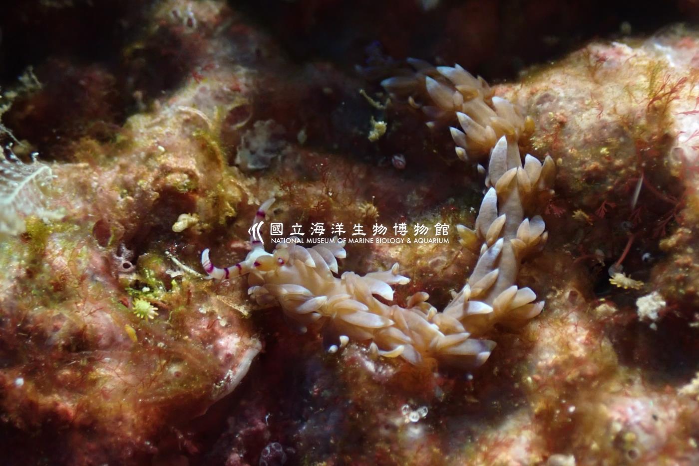 紫色灰翼海蛞蝓