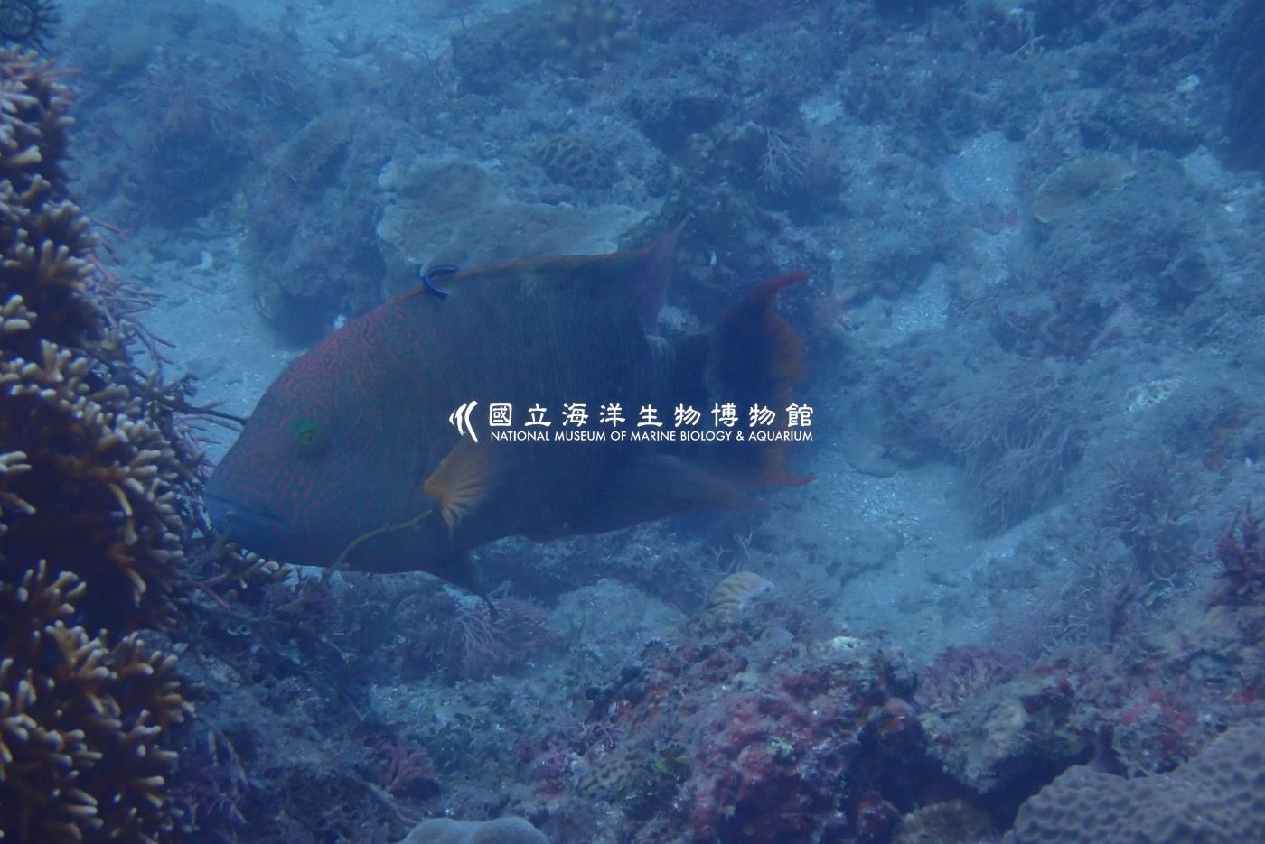 照片