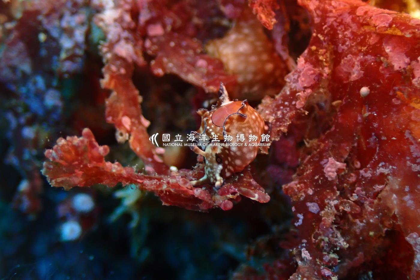 黑邊海兔