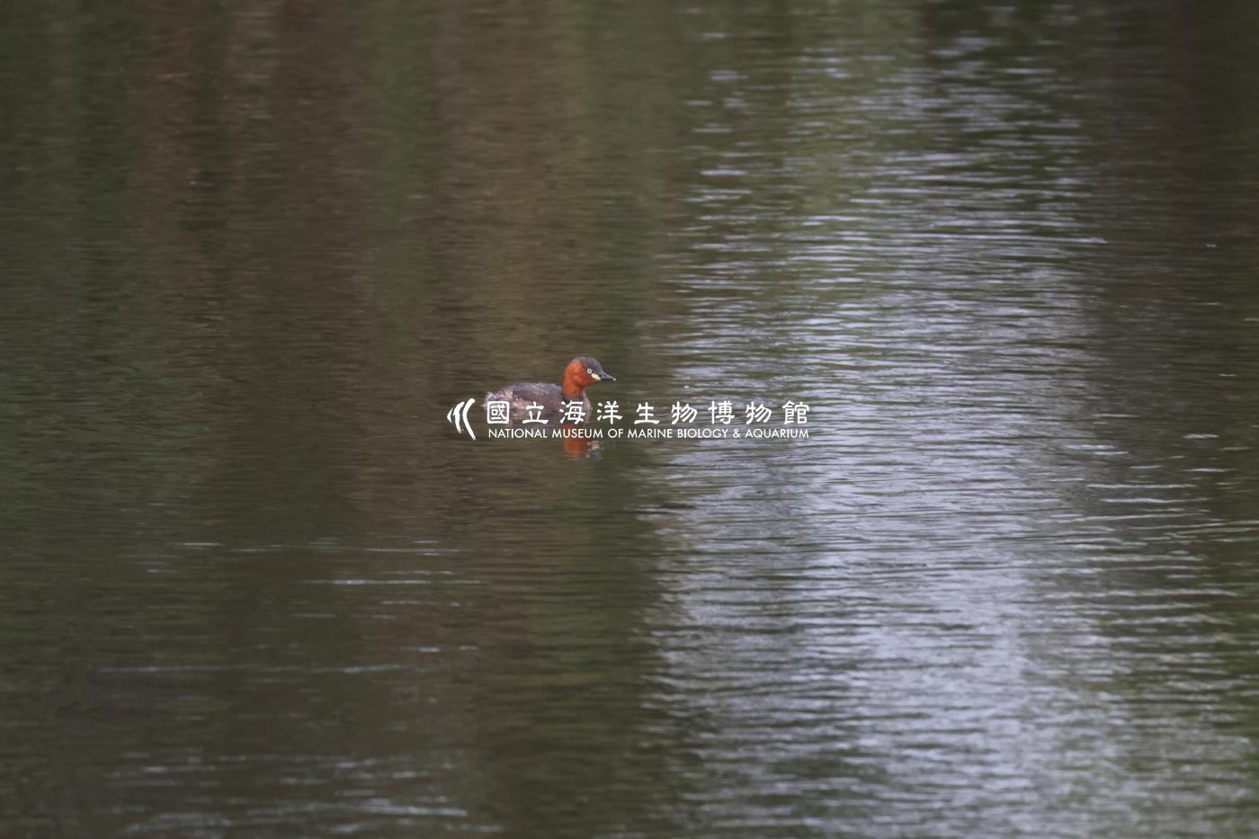小鸊鷉