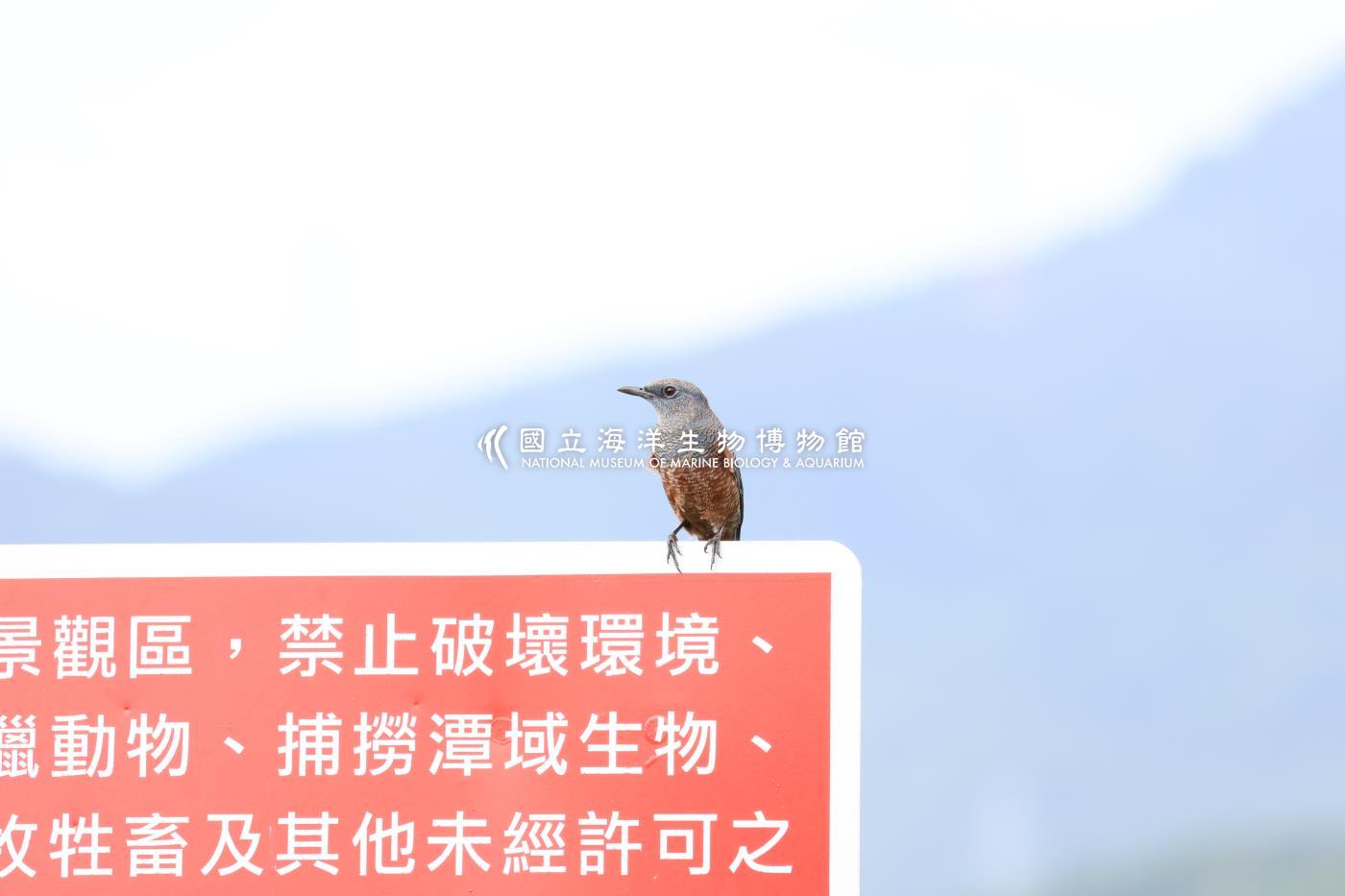 藍磯鶇