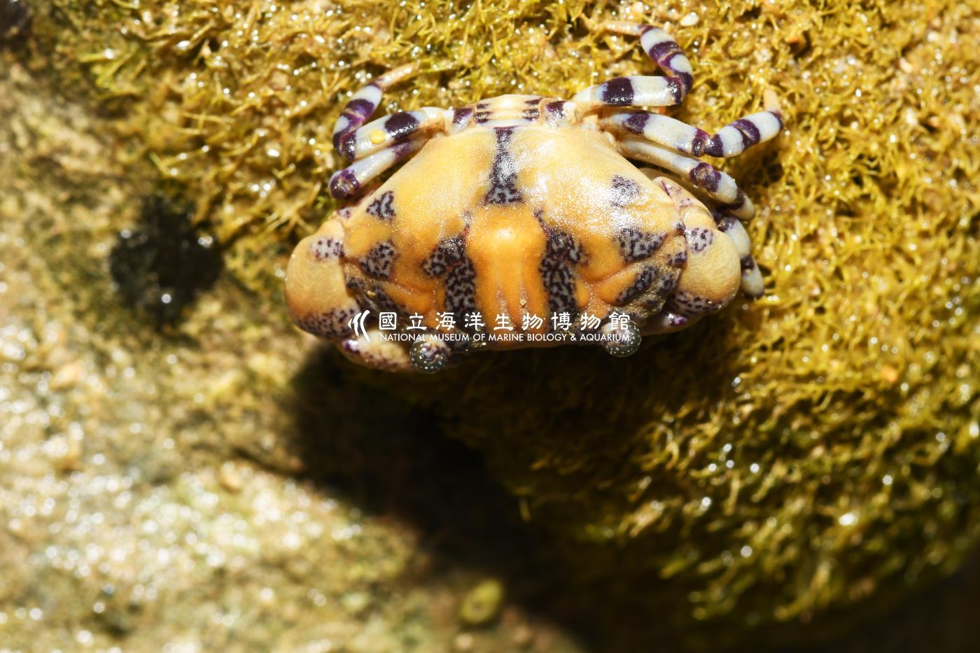 照片