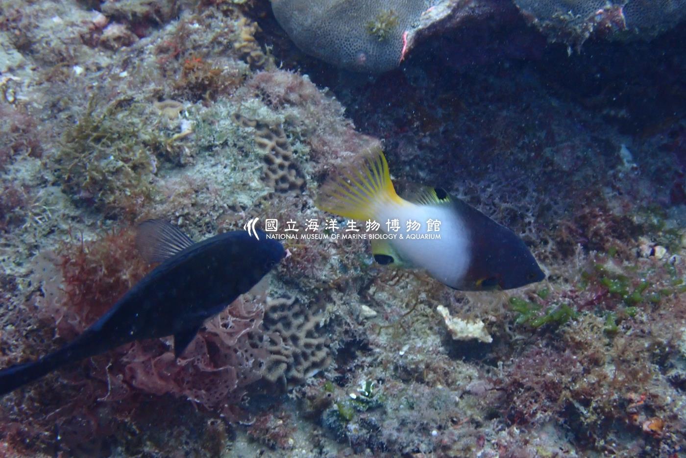 照片