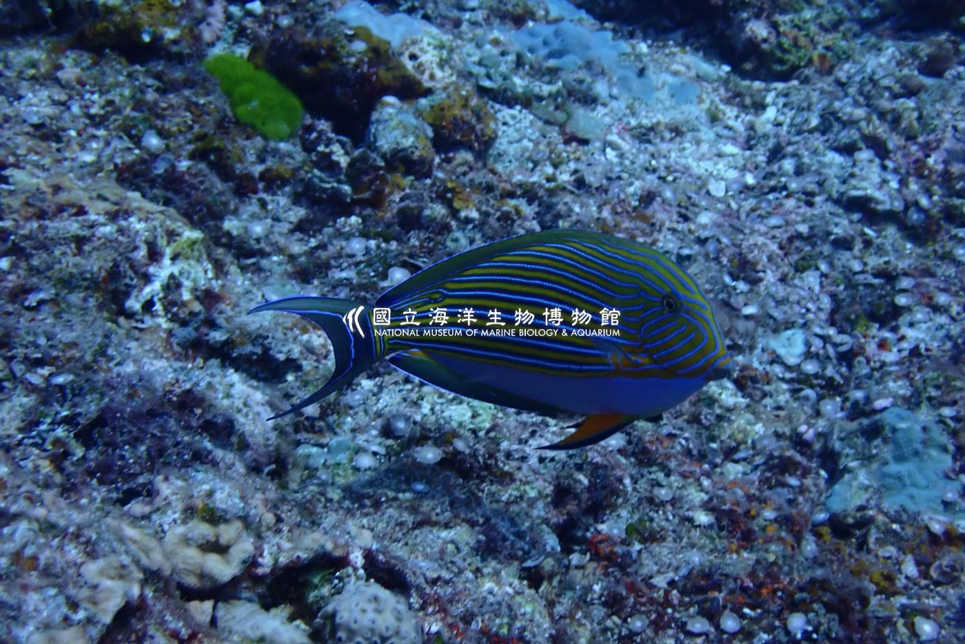 線紋刺尾鯛