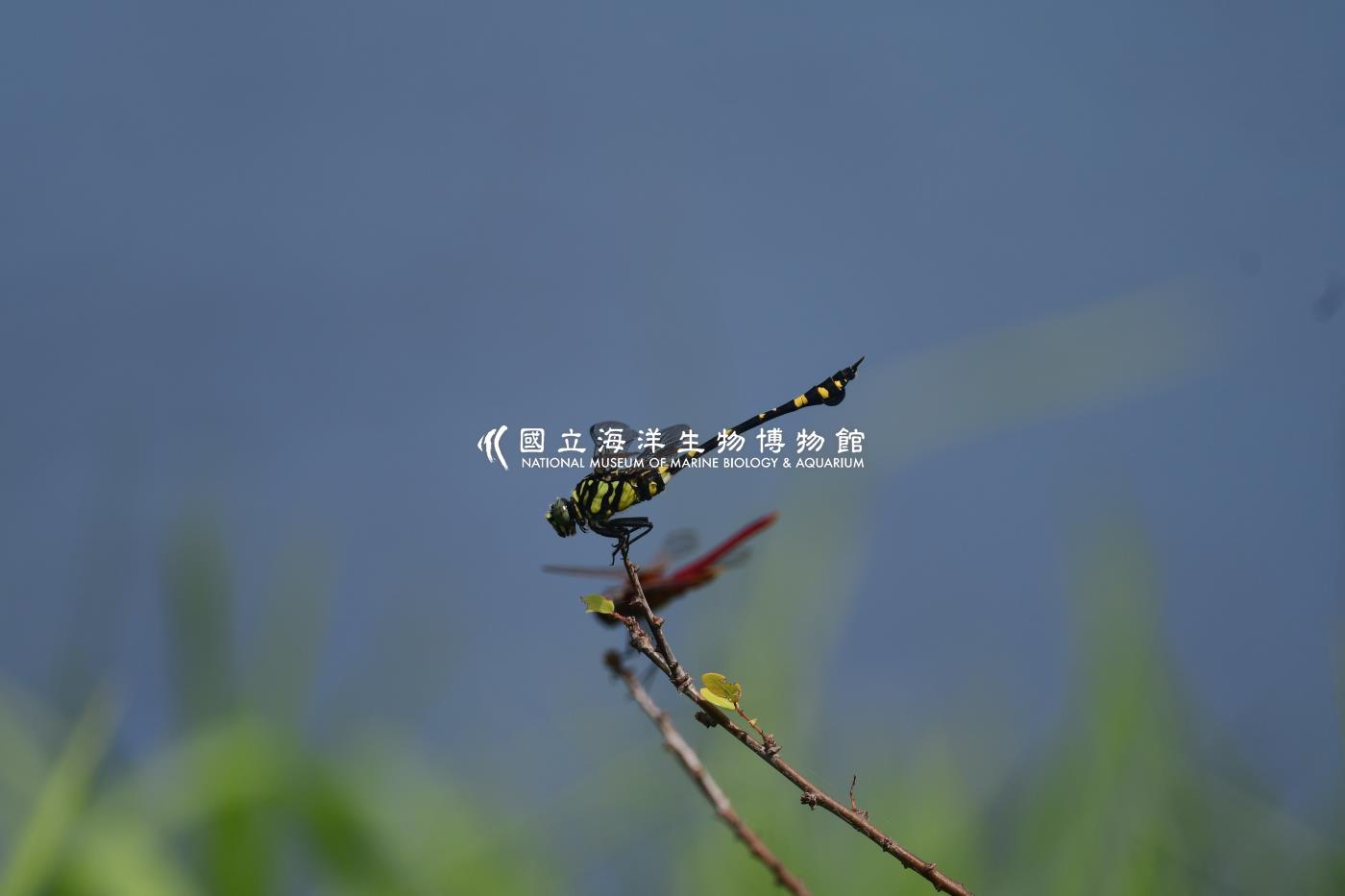 粗鉤春蜓