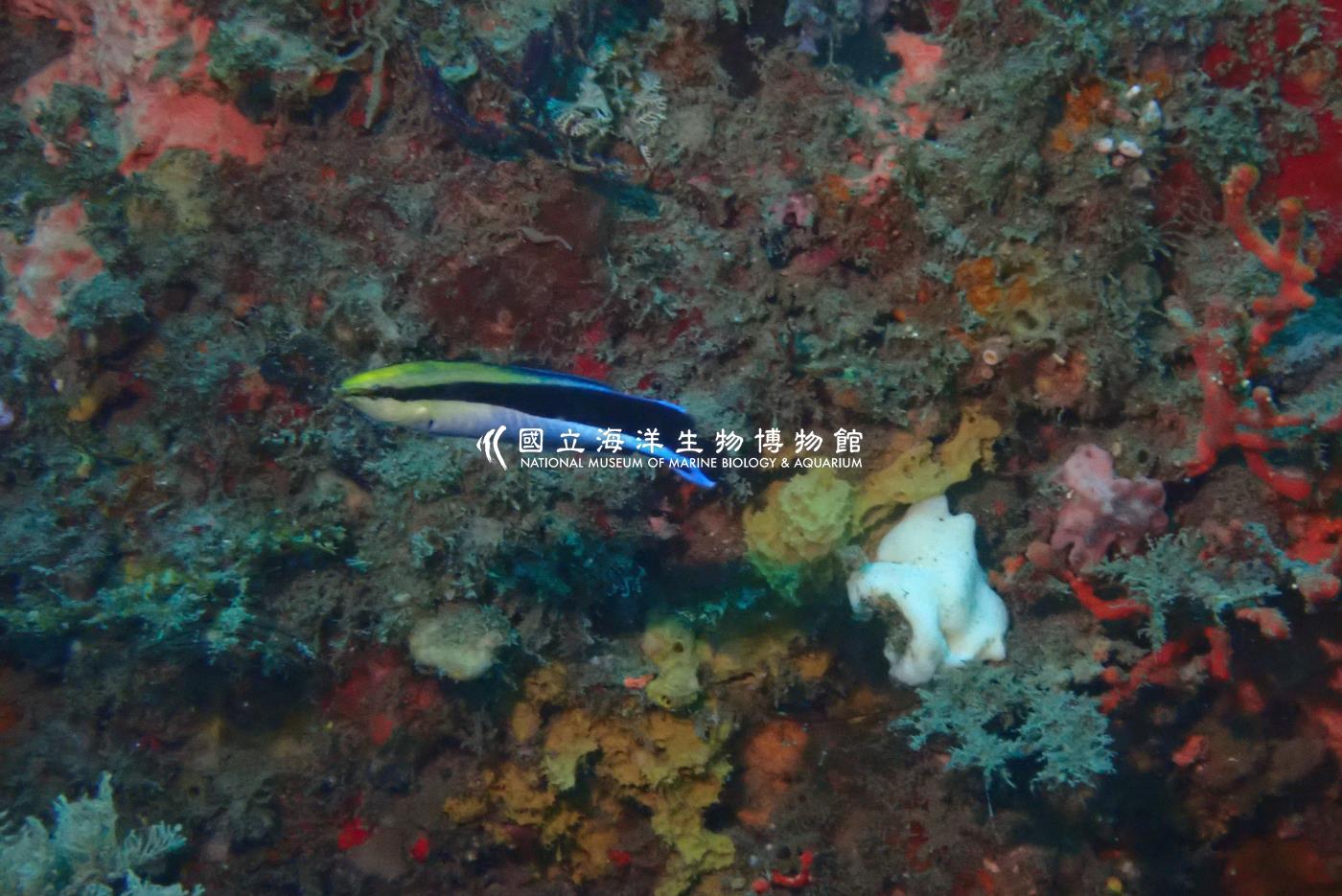 裂唇魚