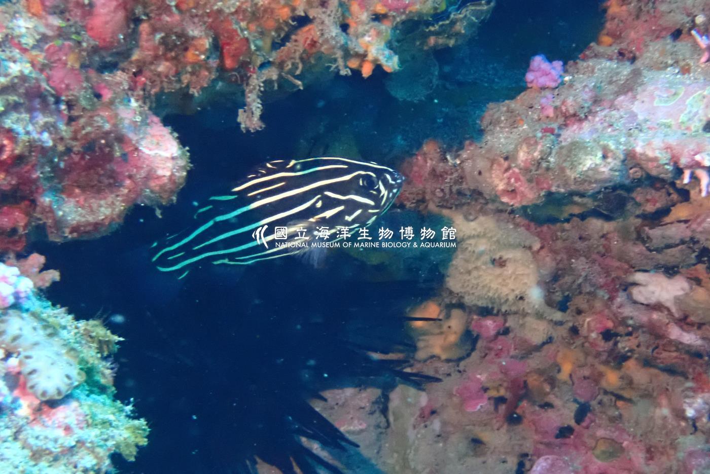 六線黑鱸