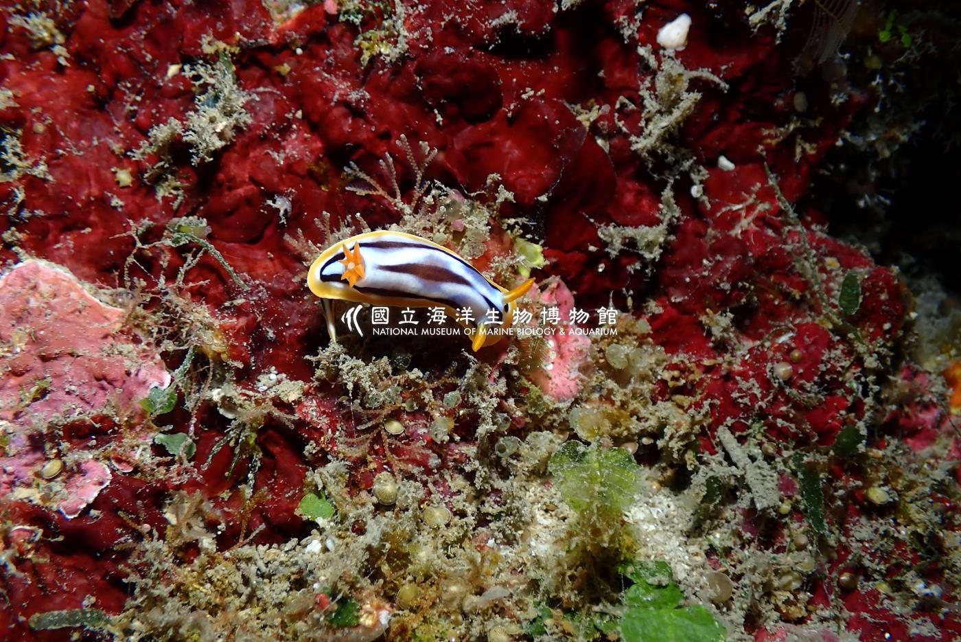 伊莉莎白多彩海蛞蝓