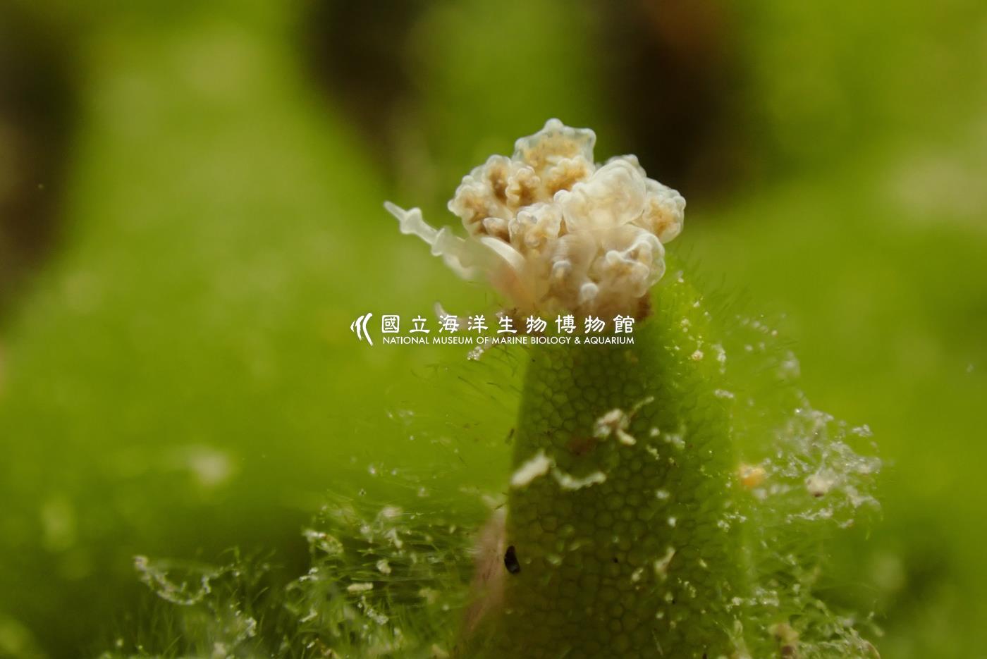 日本灰翼海蛞蝓