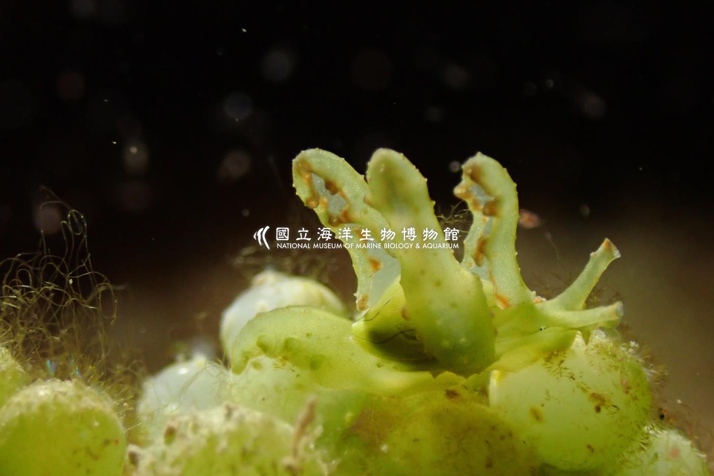 蘇爾比長足螺