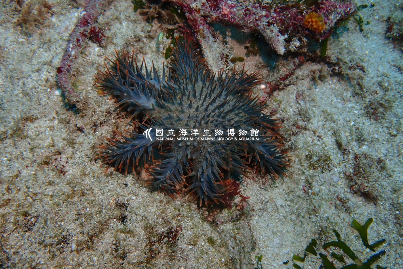 棘冠海星