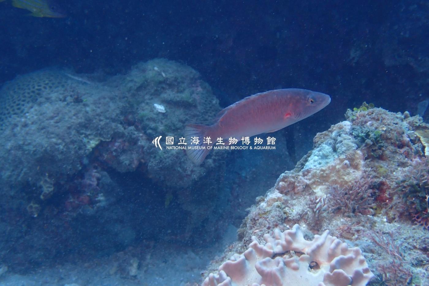 照片