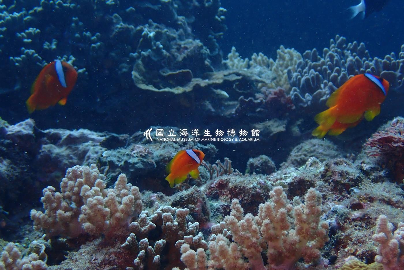 白條雙鋸魚
