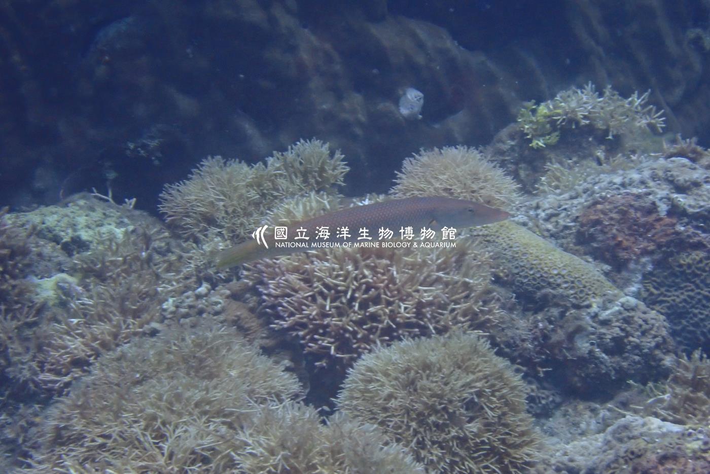 管唇魚