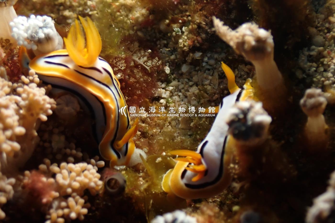 條紋多彩海蛞蝓