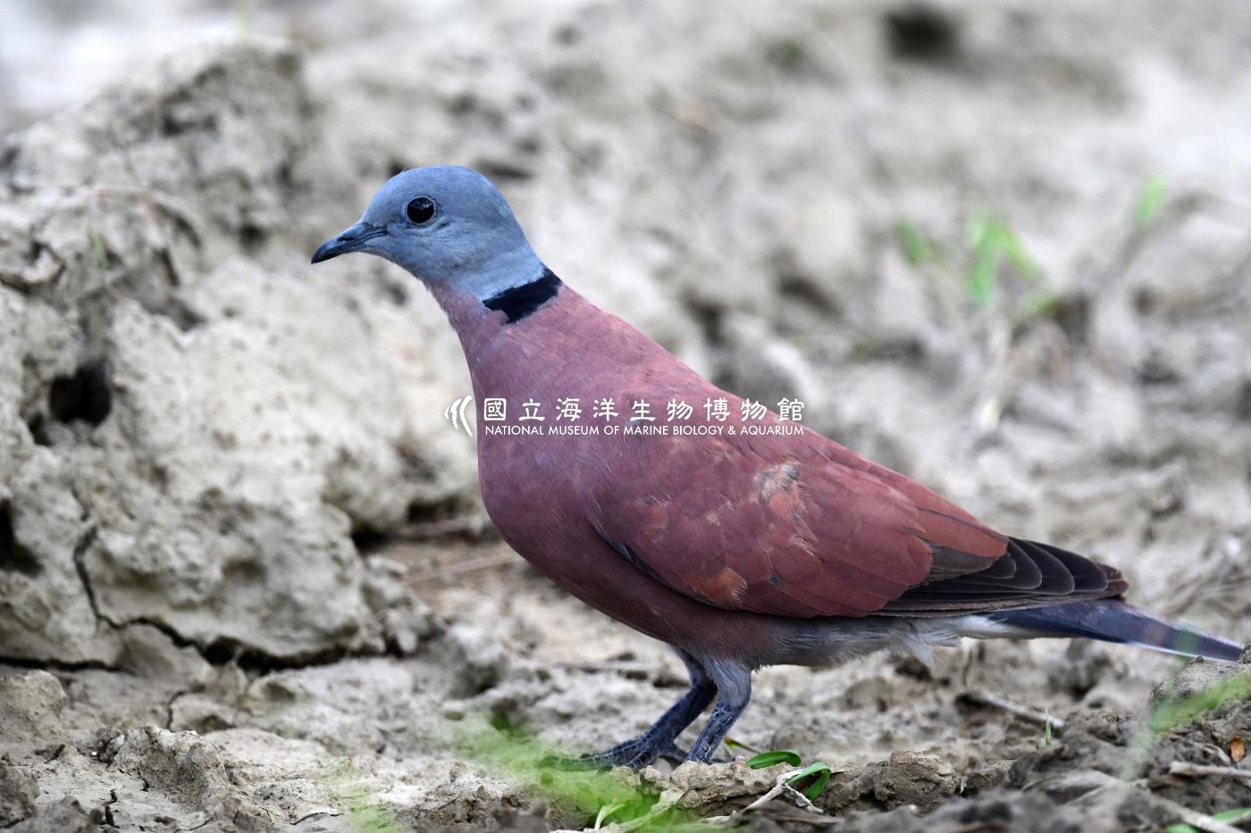 紅鳩