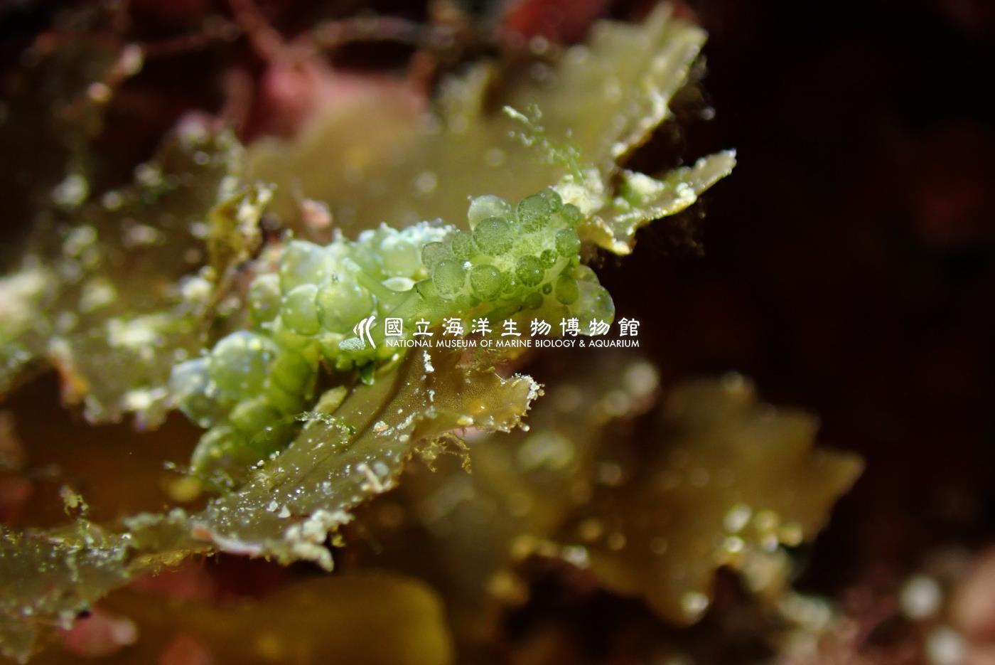 翠綠柱狀海蛞蝓