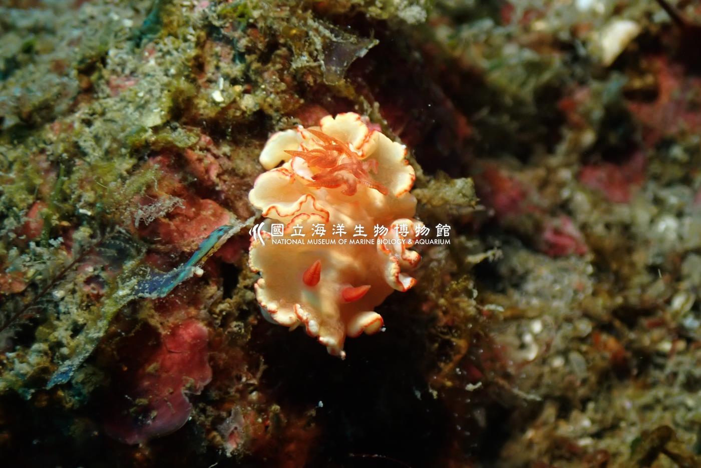 對稱多彩海蛞蝓