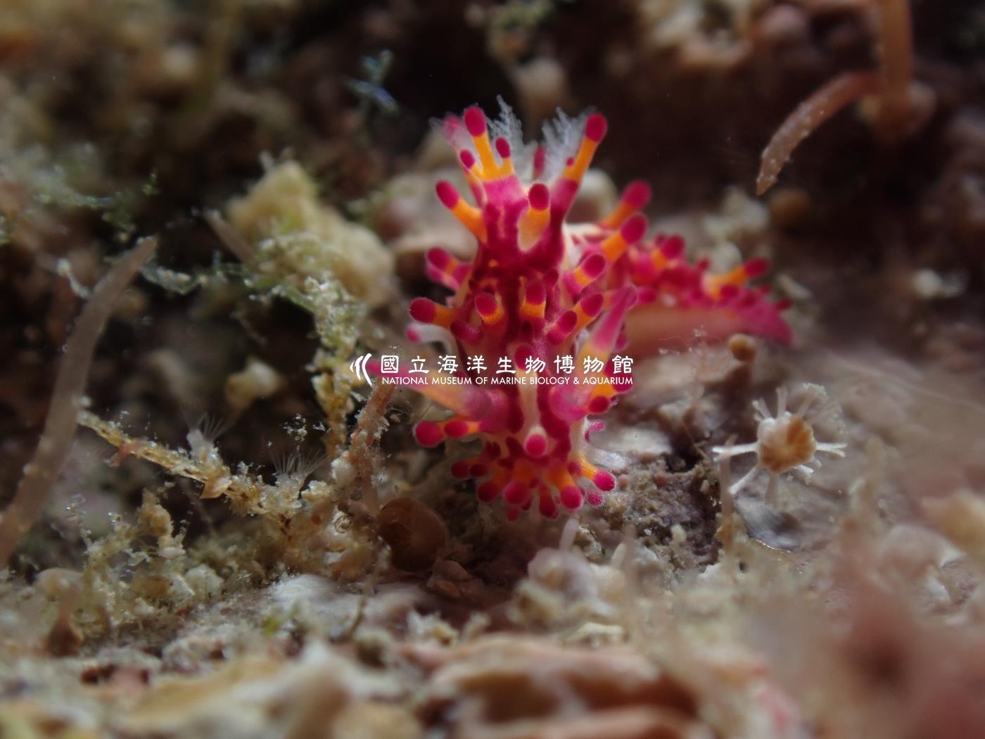 端紫三鰓海蛞蝓