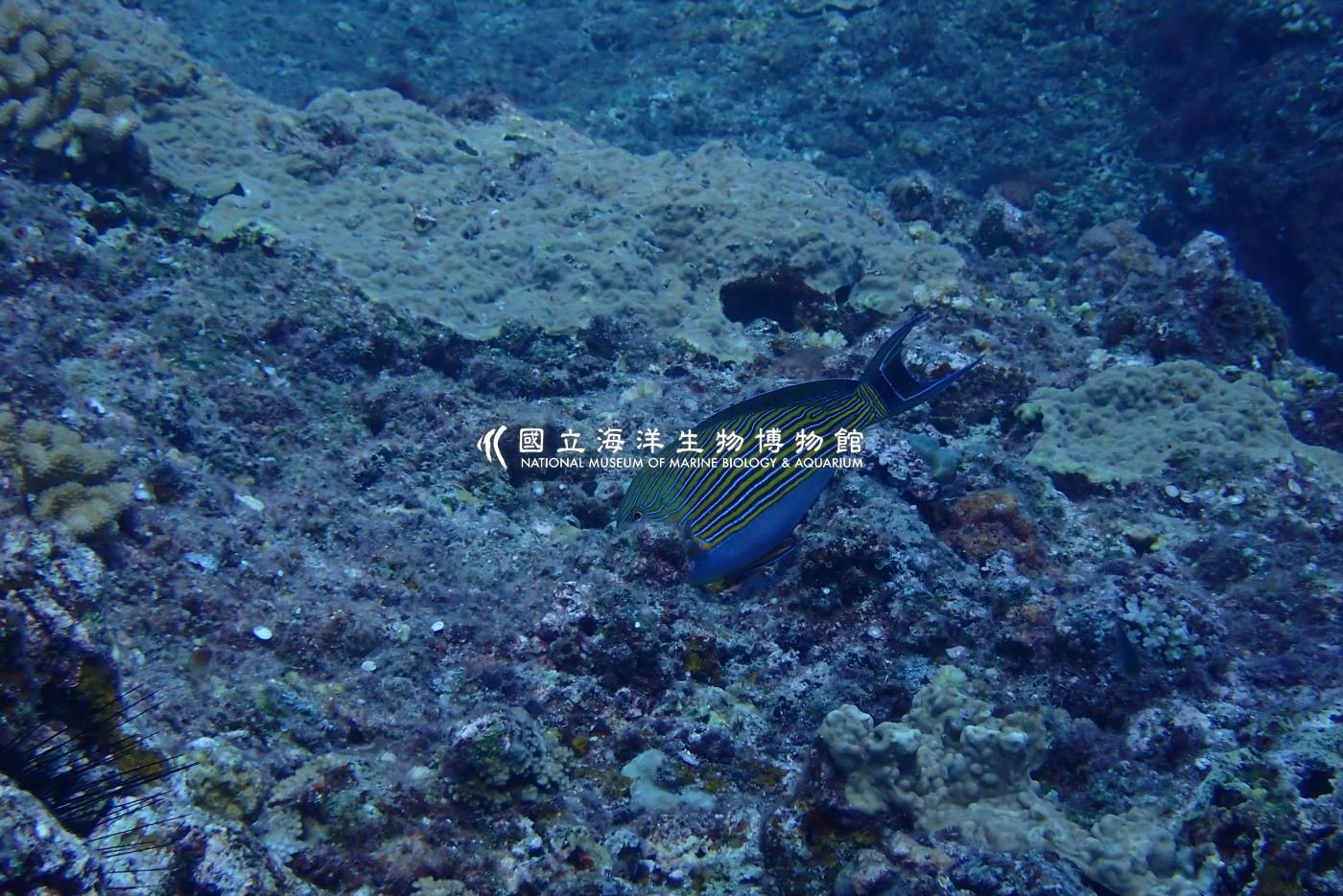 線紋刺尾鯛