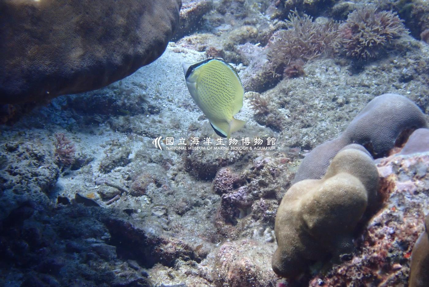 胡麻斑蝴蝶魚