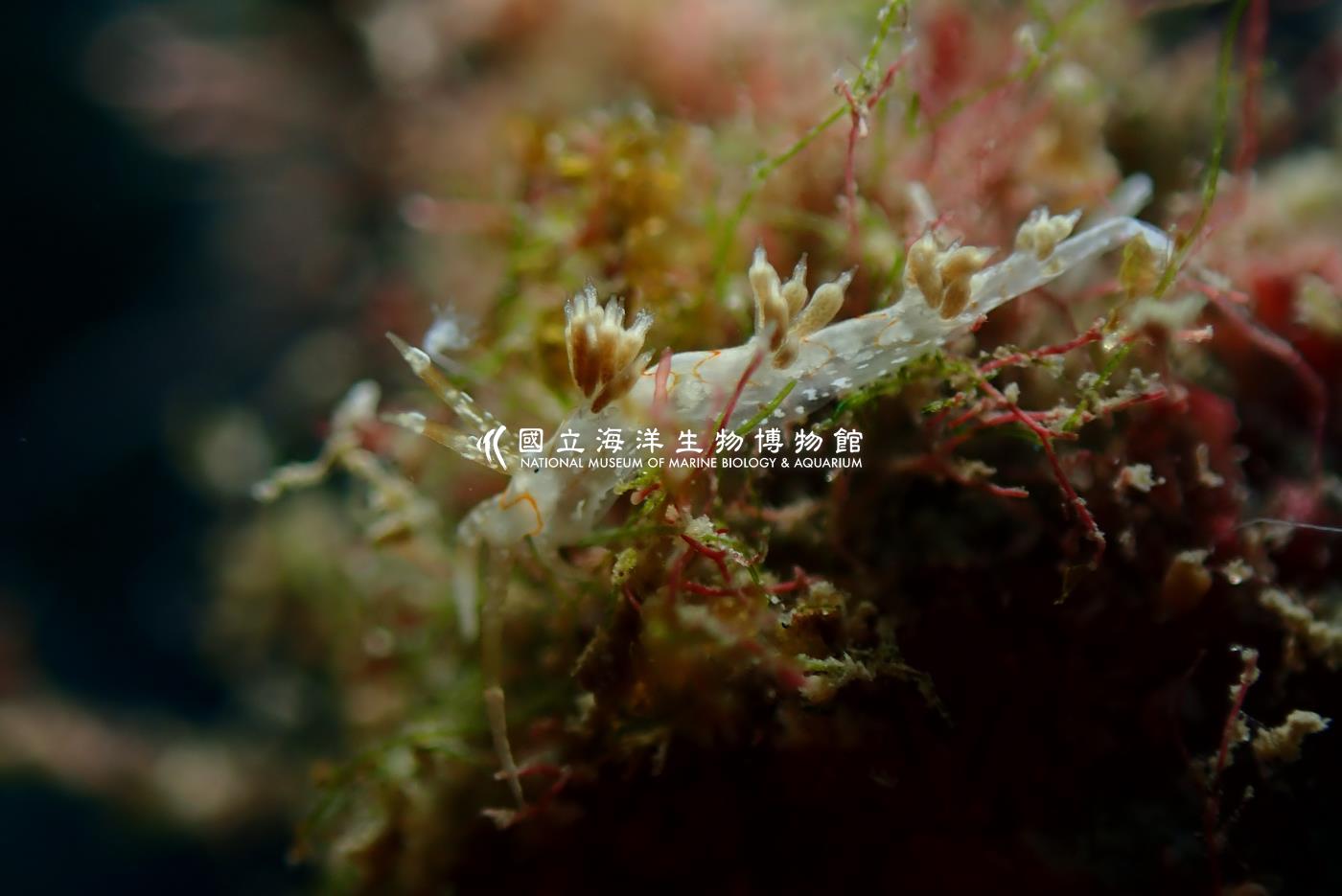 辛巴角簑蛞蝓