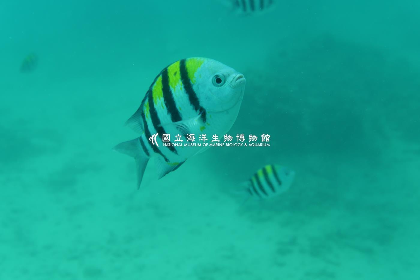 條紋豆娘魚