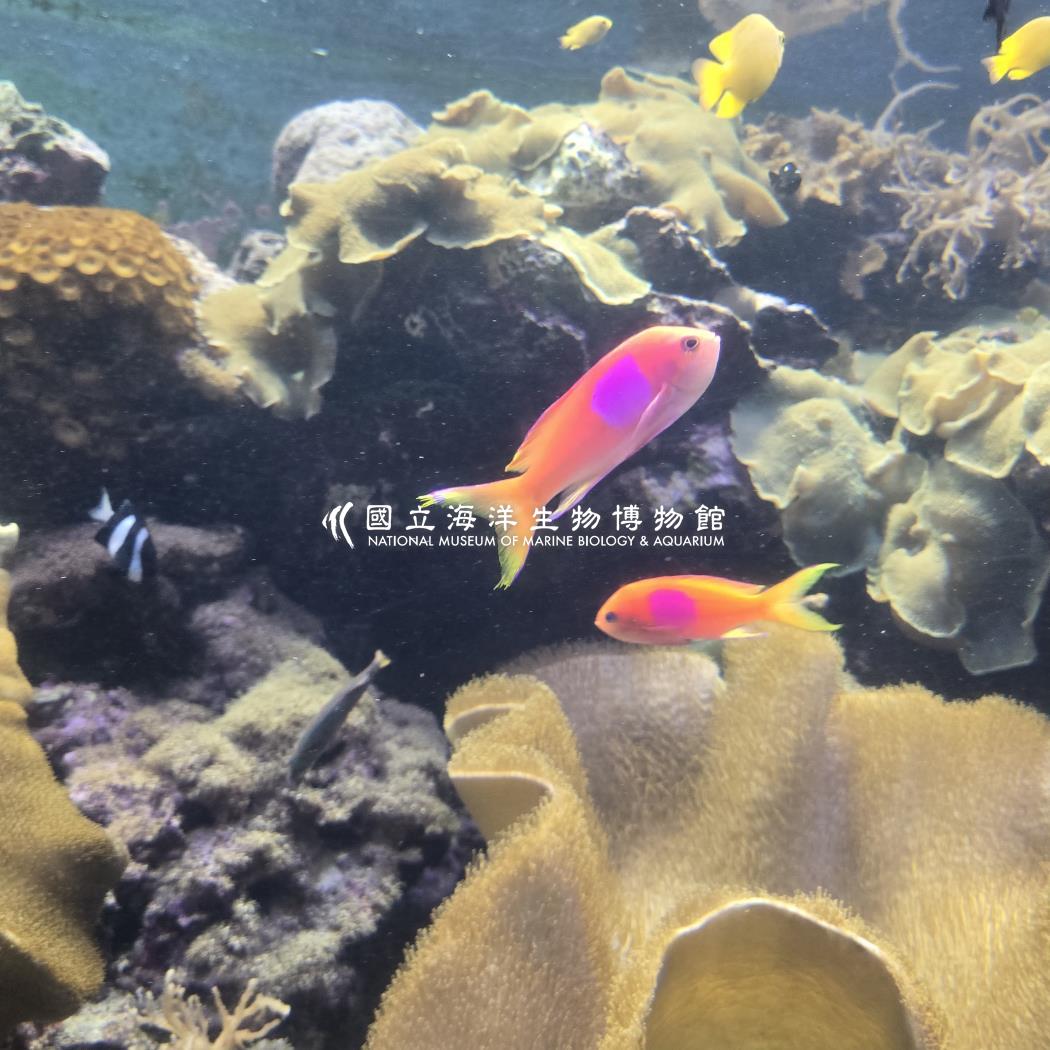 側帶花鮨