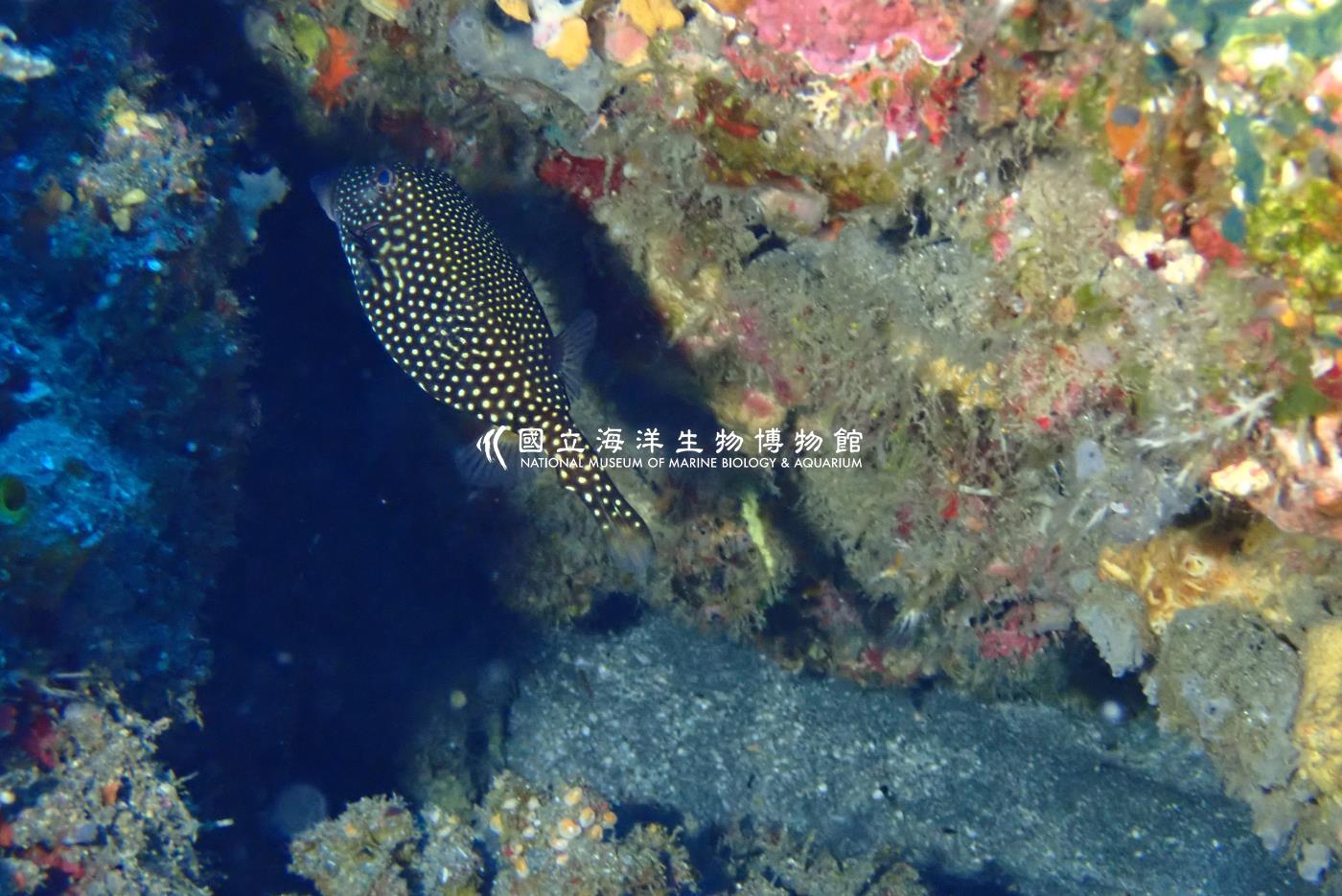 米點箱魨