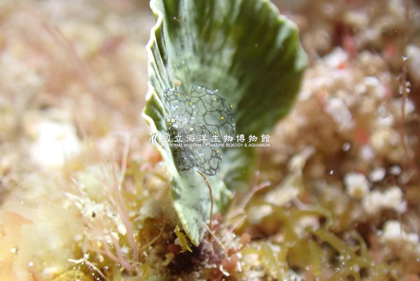 雪花美葉海蛞蝓