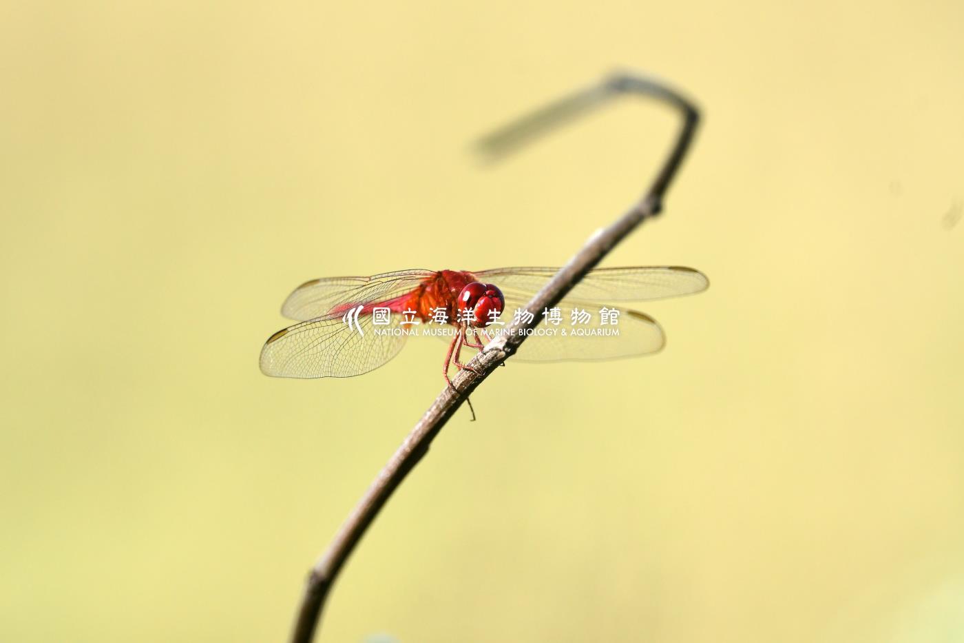猩紅蜻蜓