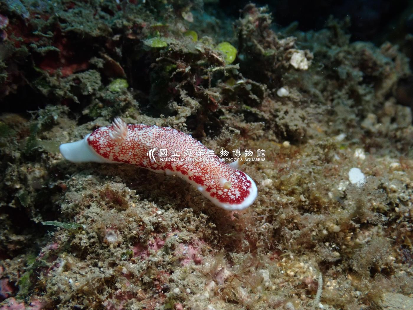 白邊多彩海蛞蝓
