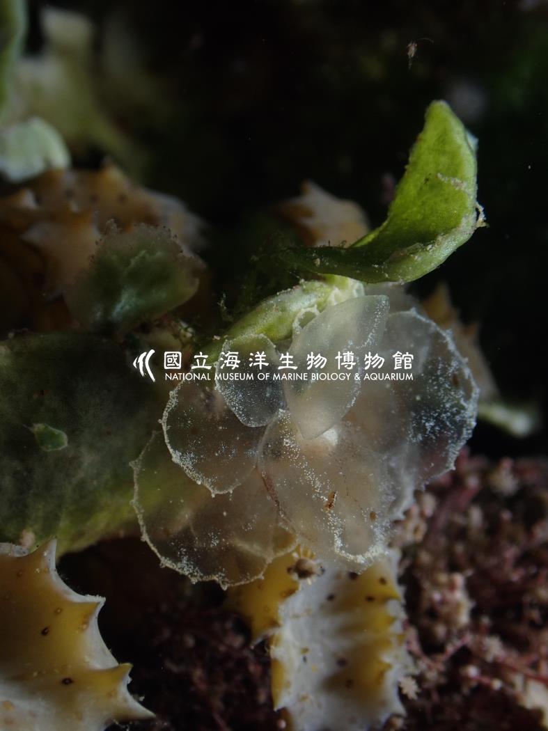美葉屬海蛞蝓
