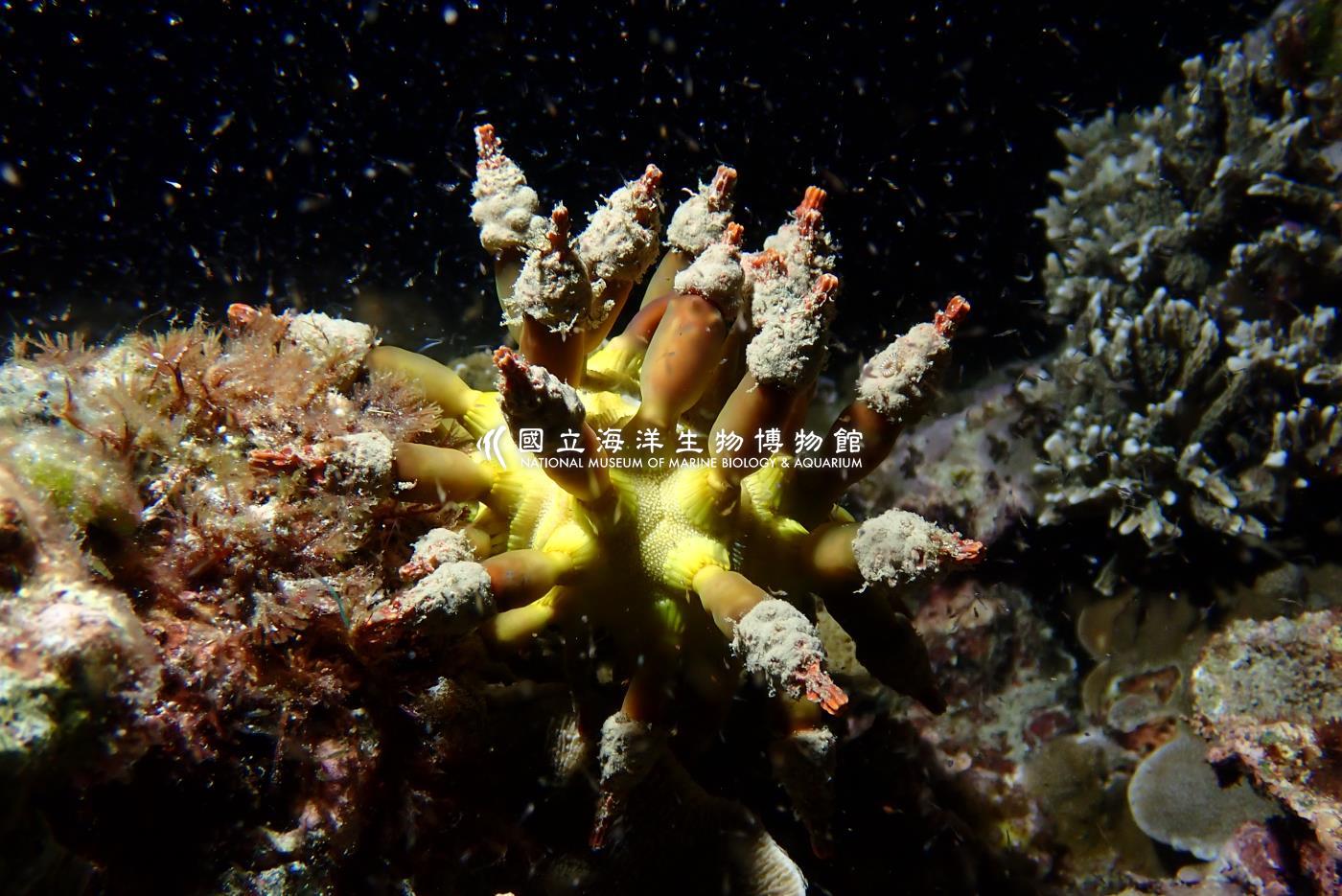 短刺軟骨頭帕海膽