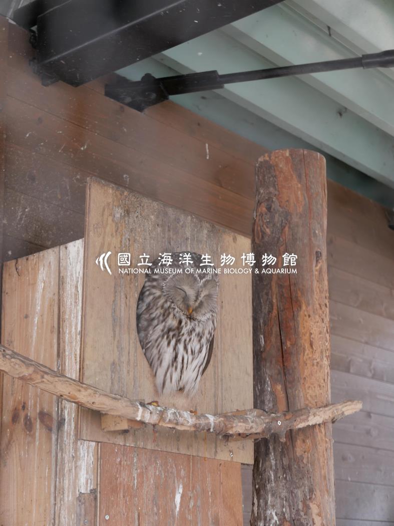 蝦夷貓頭鷹