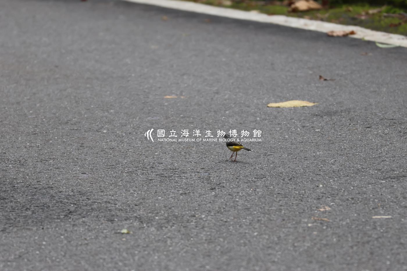 灰鶺鴒