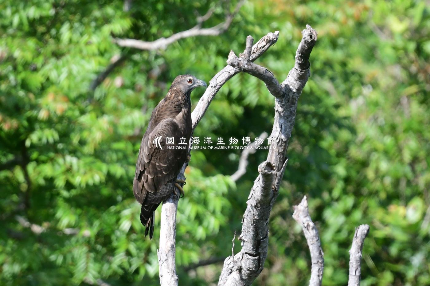 海生館多媒體影音ICMP-中文網-多媒體檢索